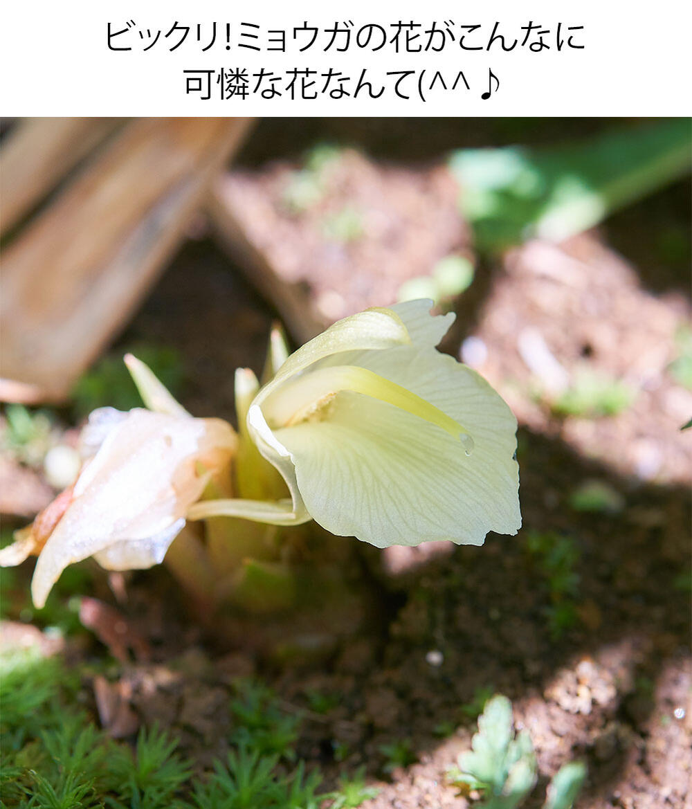 みょうが 茗荷 の栽培方法 家庭で簡単にできる育て方をご紹介 暮らし の