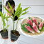 野菜苗 植えっぱなし 野菜 夏の香味 ミョウガ 茗荷 苗 4号 鉢植え【お届け中】日陰で育つ多年草 日陰に強い宿根草 冬季地上部なし みょうが 家庭菜園 山菜 山野草 茗荷 05P02jun13 ガーデン ガーデニング ハッピーガーデン 495円
