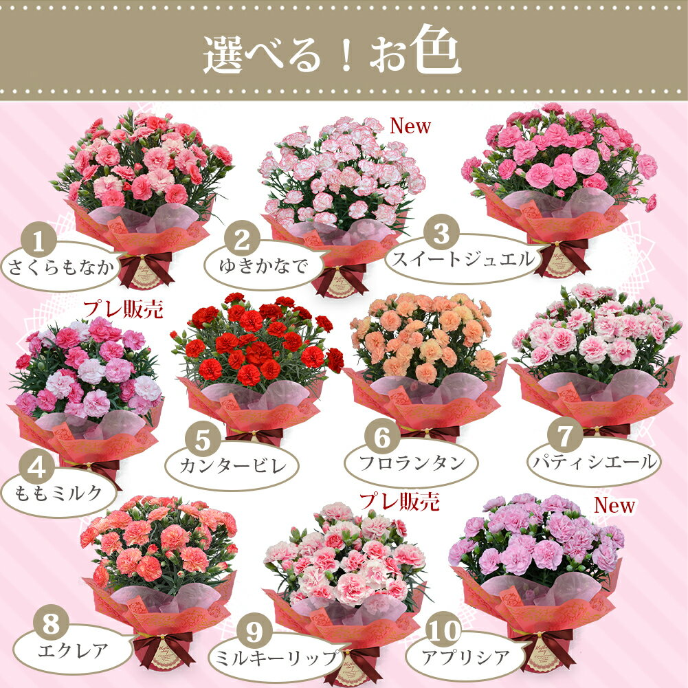 母の日には毎年花が咲く鉢植えを送りたい 多年草で人気は代表的なあの花 アラフィフにて咲く 母の日には毎年花が咲く鉢植えを送りたい 多年草で人気は代表的なあの花 アラフィフにて咲く
