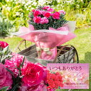 \好評につき球根プレゼント継続無くなり次第終了/ 母の日 まだ間に合う お花 ギフト 鉢花 花 カーネーション 鉢花 5号 鉢植え【お届け 母の日 期間5月6〜...