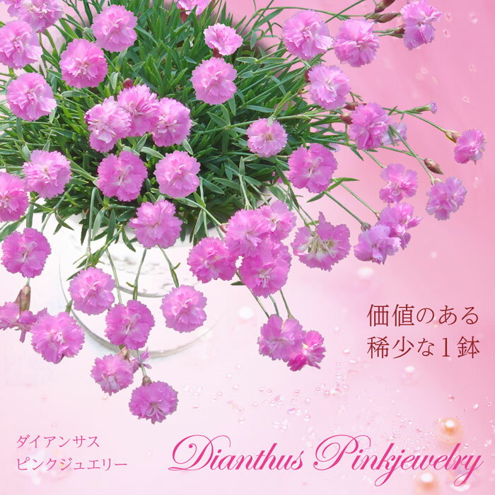 花苗 春苗 ダイアンサス ピンクジュエリー 1鉢 3～3.5号  Dianthus Pinkjewelry ナデシコ なでしこ 春 夏 秋冬 苗 宿根草 桃花 草丈低 多年草 グランドカバー 鉢植え 庭植え 寄せ植え ガーデニング 花壇 春植え ハッピーガーデン HappyGarden 