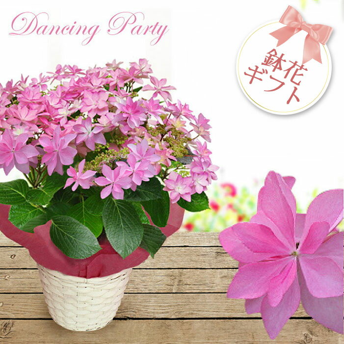 鉢花 ギフト 紫陽花 ダンスパーティー アジサイ 鉢花【お届け中】鉢植え 鉢花 花鉢 アジサイ 紫陽 ...