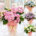 ガクアジサイ 額紫陽花 の花言葉と誕生花 花の持つ言葉 ガクアジサイ 額紫陽花 の花言葉と誕生花 花の持つ言葉