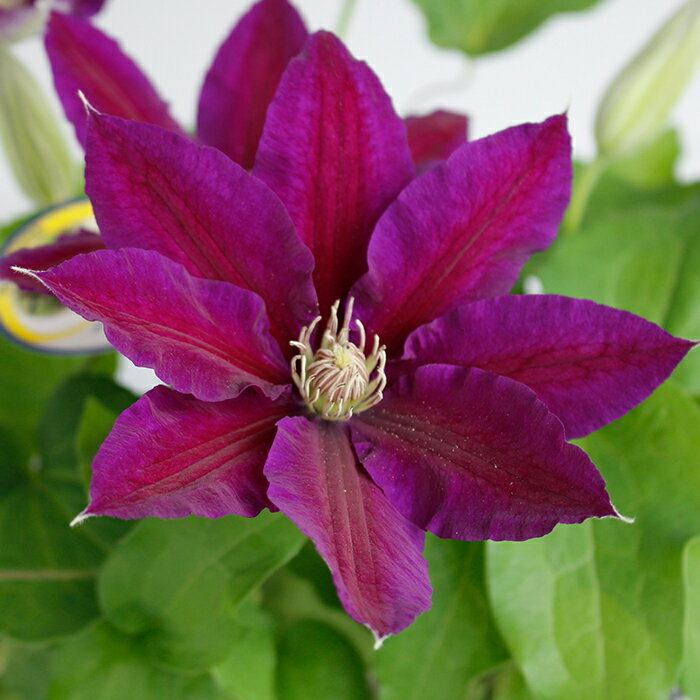 花苗 早咲き クレマチス ブラックティー 4号 1鉢 【お届け中】 Clematis Blacktea　花苗 宿根草 春苗 大株 つる性 クライミング ガーデン苗 ガーデニング イングリッシュガーデン つる植物のサムネイル