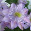 【訳アリ】八重咲き クレマチス フェアリーブルー 行灯仕立て2年大株 5号 1鉢 CLEMATIS 花苗 宿根草 春苗 大株 白花 つる性 クライミング ガーデン苗 ガーデニング イングリッシュガーデン つる植物 Clematis Fairyblue