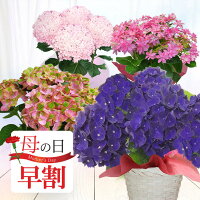 母の日 あじさい 鉢植え ギフト 選べる7品種 5号鉢 西洋紫陽花母の日ギフト 花 鉢植え プレゼント 鉢花 花鉢 お花 紫陽花 地域限定 送料無料 同梱不可