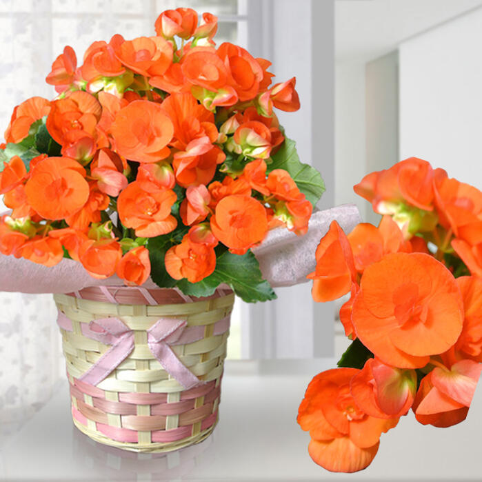 鉢花 プレゼント ギフト ベゴニア バチック オレンジ色 籠付きラッピング5号【お届け中 地域限定送料無料】同梱不可 メッセージカード無料 ラッピング無料 お中元 鉢花ギフト 夏の花 夏の花ギフト 花 リーガースベコニア 2023mom ハッピーガーデンのサムネイル