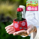 母の日 まだ間に合う お花 ギフト 花 プレゼント 和サボテン ヒボたん 緋牡丹 1鉢 3号【先行予約 母の日 期間5月6〜11日 送料無料】多肉植物 60代 ...