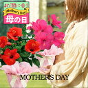 母の日 まだ間に合う お花 父の日 ギフト 花 プレゼント 鉢花 インドア ハイビスカス サニーシリーズ 選べる4色 5号 鉢植え【先行予約 母の日 期間5月6...