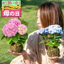 母の日 まだ間に合う お花 ギフト 花 珍しい 盆栽 苔玉 あじさい 1株 受け皿付き【先行予約 母の日 期間5月6〜11日 送料無料 同梱不可】60代 70代...