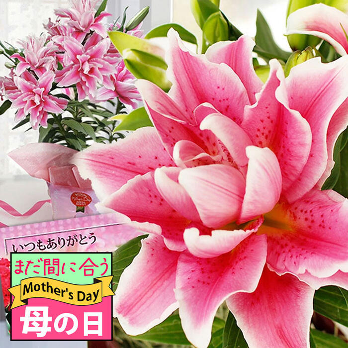 楽天市場】ヤドリギ(花・観葉植物|花・ガーデン・DIY)の通販 楽天市場】ヤドリギ(花・観葉植物|花・ガーデン・DIY)の通販