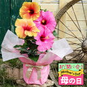 母の日 まだ間に合う お花 楽天1位 プレゼント 花 ギフト 鉢花 珍しい ハイビスカス ロングライフ 2色植え 選べる6種 鉢植え 1鉢 5号【先行予約 母の...