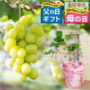 母の日 父の日 プレゼント 果樹 ギフト ぶどう 果樹 シャインマスカット 1鉢 7号 実なし苗木 鉢植え【父の日期間6月10日〜6月15日 地域限定送料無料】...