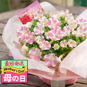 最短発送 遅れてごめんね 母の日 お花 ギフト 花 鉢花 サフィ二ア アート ももいろ ハート 1鉢 5号 鉢植え【即納 地域限定送料無料】Surfinia A...