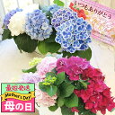 最短発送 遅れてごめんね 母の日 お花 鉢植え 花 ギフト 紫陽花 3色 寄せ植え【即納 送料無料】ミックス ギフト 花 ギフト アジサイ 紫陽花 鉢花 寄せ植...