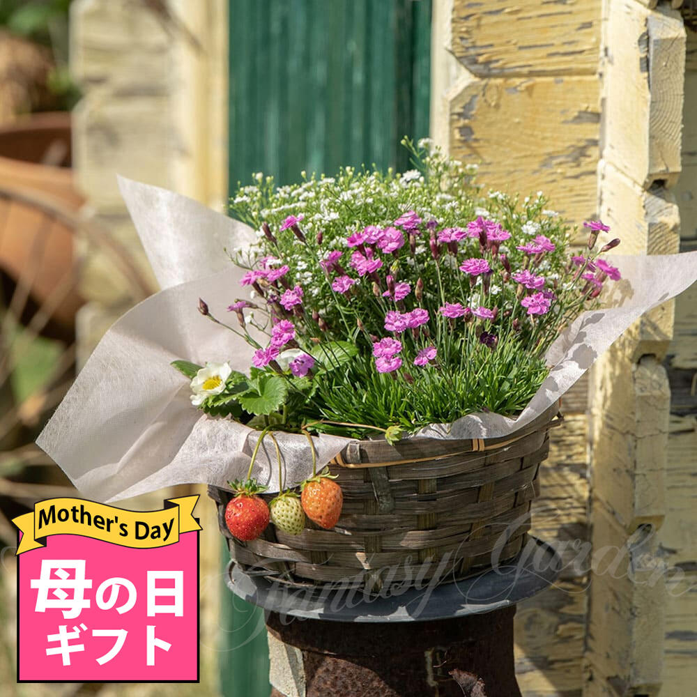 ＼最短発送★遅れてごめんね母の日 ギフト／ 寄せ鉢 花 季節のおまかせ花 バスケット 寄せ鉢セット 選べるタイプ 7号…