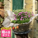 ハッピーガーデン 花の鉢植え 母の日 ギフト 寄せ鉢 花 季節のおまかせ花 バスケット 寄せ鉢セット 選べるタイプ 7号籠 【お届け中 地域限定送料無料】プレゼントギフト 花鉢 花苗 フワラーアレンジメント 花 母の日 誕生日 花鉢 お母さん 母 2024mom ハッピーガーデン