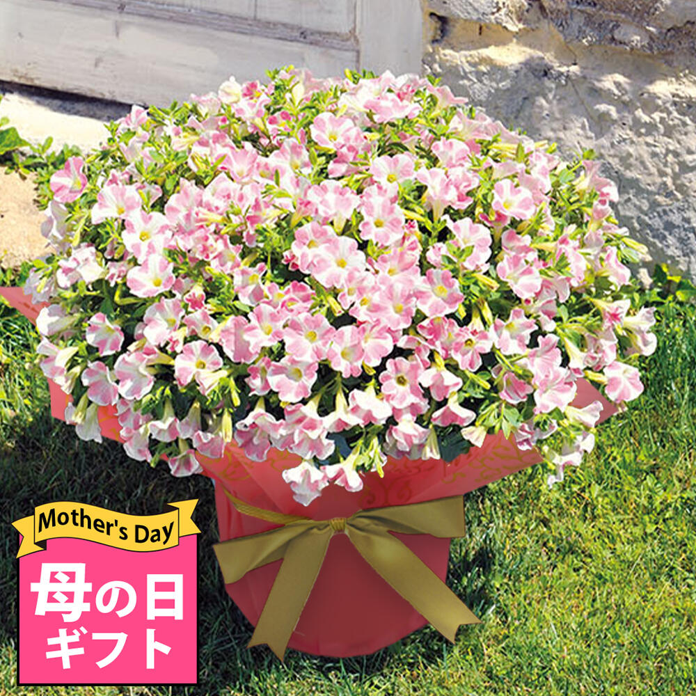 まだ間に合う 母の日 プレゼント 花 ギフト サフィ二アアート ももいろハート 1鉢 5号 鉢植え【母の日期間5月7日～5月12日 地域限定送料無料】Surfinia Art 鉢花 花鉢 お花 取り置き不可 誕生日 お祝い Mother'sthe お母さん 母 祖母 2024mom 60代　70代 80代 ガーデン 義母のサムネイル