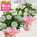 ハッピーガーデン 花の鉢植え まだ間に合う 母の日 ギフト プレゼント 花 鉢花 八重咲きクレマチスダッチオブエジンバラ 花園 5号鉢行 灯仕立て 鉢植え【母の日期間5月7日～12日お届け 地域限定 送料無料 同梱不可 産地直送】Mother'sthe 60代 70代 80代 お母さん 義母 母 祖母 ハッピーガーデン 2024mom