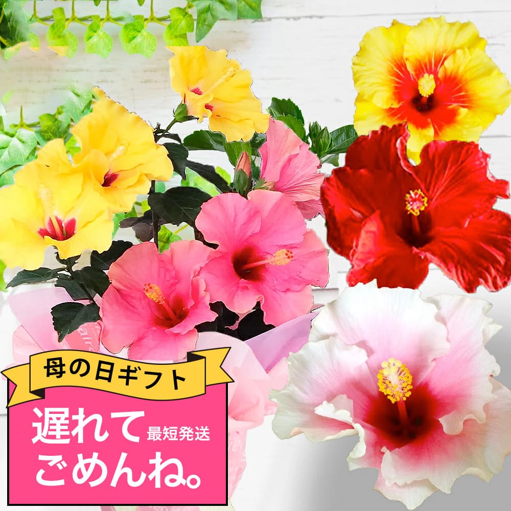 まだ間に合う 母の日 プレゼント 花 ギフト 鉢植え 珍しい ハイビスカス ロングライフ 2色植え 1鉢 5号【先行予約 母の日期間5月9日〜14日お届け 地域限定送料無料】鉢植え 花鉢 5号鉢 フラワーギフト 母の日 お花 お母さん 義母 祖母 贈り物 2023mom 夏 ハッピーガーデン