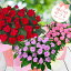 【母の日 ギフト 鉢植え 花】サマーインパチェンス 6号 1鉢【お届け中】Summer impatiens 母の日 プレゼント お花 母の日ギフト 花鉢 鉢花 送料無料 一部地域を除く