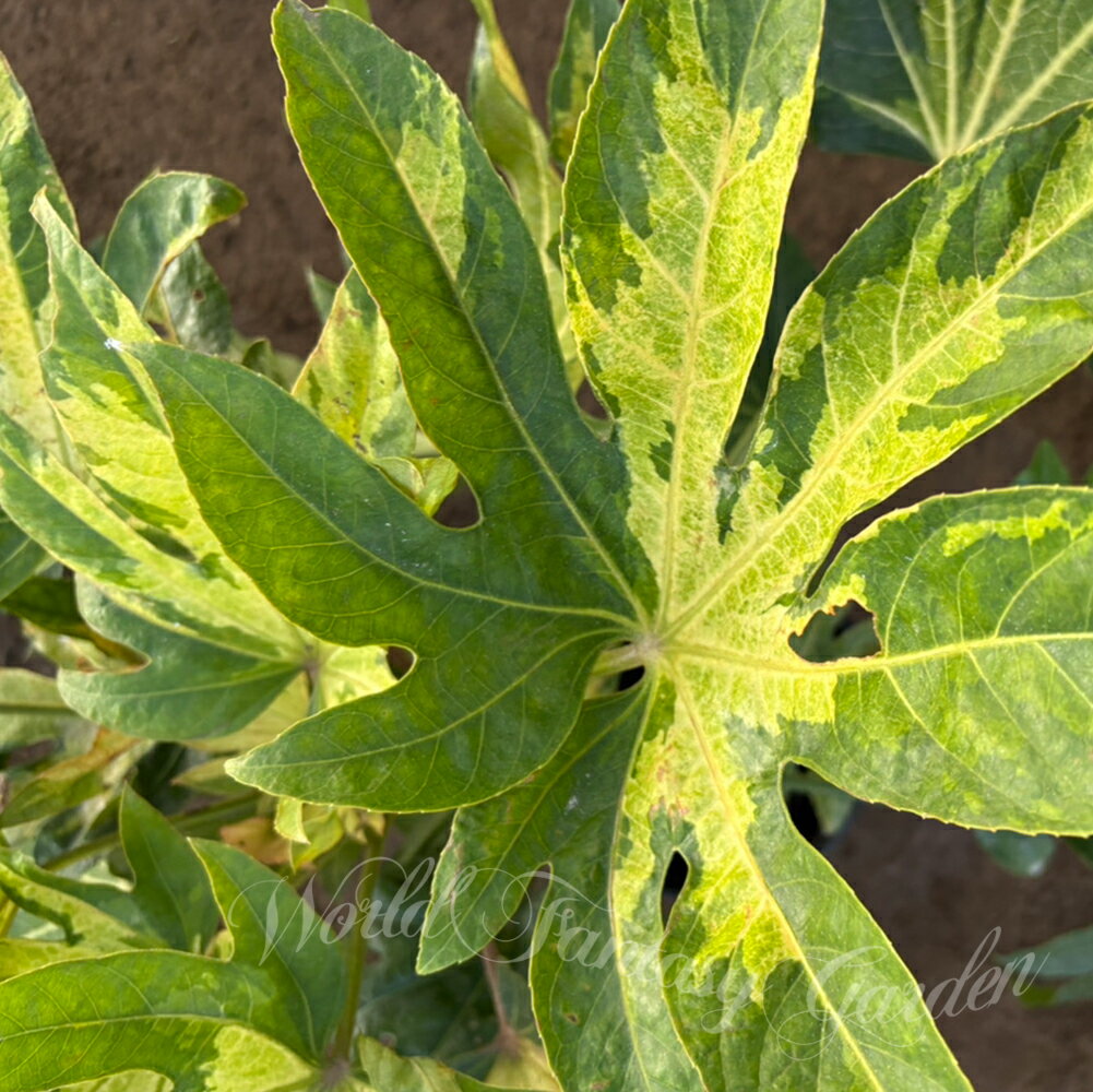 ���� ��ĥ� ¼���� 1ȭ 5��ڤ��Ϥ���۾������� ������ ���顼�꡼�� �������ɥ����ǥ� �������ɥ����ǥ� ���� �ѱ��� ������ ���� ȭ���� �� �� �ϥ�...