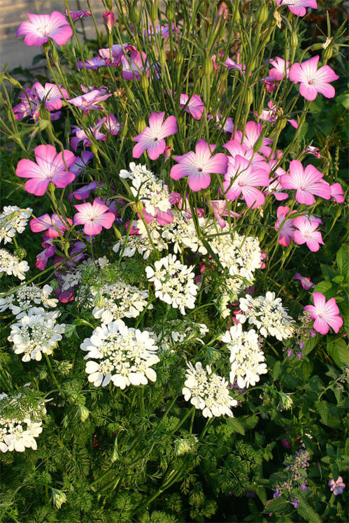 苗 花苗 アグロステンマ 4品種よりセレクト 1鉢 3〜3.5号【お届け中】Agrostemma 耐 ...