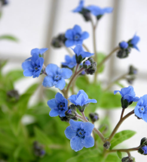 花苗 春苗 アンチューサ タッセルブルー 1鉢 3～3.5号【お届け中】Anchusa 一年草 青花 草丈低 イングリッシュガーデン 苗 寄せ植え 鉢植え 庭植え ガーデニング 花壇 2024SPR ハッピーガーデン