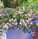 花苗 夏苗 スカボラ ブルーファンフラワー 1鉢 3~3.5号【お届け中】Scaevola aemula 草花 一年草 青花 夏苗 夏の花 花 ガーデン ガーデニング 花壇 鉢植え ハンギング グランドカバー スカエボラ スケボラ 苗 ガーデン 秋 ハッピーガーデン HappyGarden