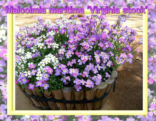 花苗 春 バージニアストック パールピンク 3〜3.5号 選べる2タイプ【先行予約　お届け2月下旬】Virgini..