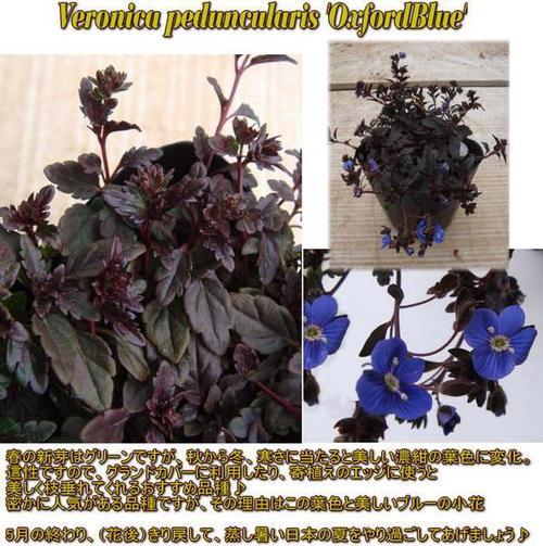 楽天市場 花苗 ベロニカ オックスフォードブルー 6鉢 セット 1鉢3 3 5号 お届け中 青花 Veronica Peduncularis Oxford Blue 多年草 苗 セット 寄せ植え 鉢植え 庭植え カラーリーフ ガーデニング 花壇 ハンギングバスケット グランドカバー 銅葉 0430