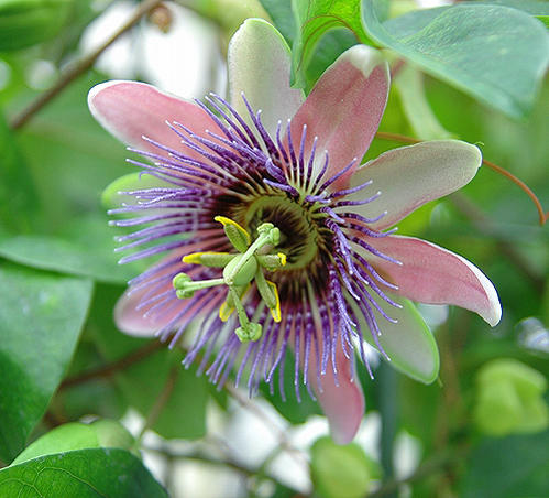 花苗 夏苗 トケイソウ ベロッティー 1鉢 3～3.5号【お届け中】Passiflora caerulea 緑のカーテン グリーンカーテン 時計草 多年草 夏の花 苗 花壇 庭植え 時計草 節電 よしず ガーデニング 花…