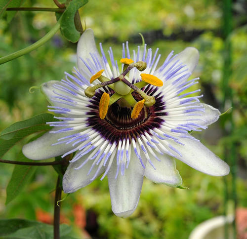 花苗 夏苗 時計草 トケイソウ クリア スカイ 1鉢 3～3.5号【お届け中】Passiflora Clear Sky クリアスカイ 苗 多年草 夏の花 花壇 緑のカーテン 節電 よしず ガーデニング つる性植物 クライミ…