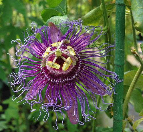 花苗 夏苗 トケイソウ インセンス 3号1鉢 【お届け中】Passiflora inncense 多年草 紫花 パッションフローラ パッションフルーツ グリーンカーテン クライミングつる性 時計草 緑のカーテン よ…