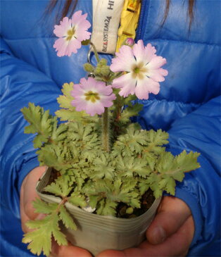 花苗 春 雲南桜草 1鉢 3〜3.5号【お届け11月上旬〜秋苗先行予約】Primula filchnerae 多年草 ウンナン桜草 ウンナンサクラソウ【2022AKI】