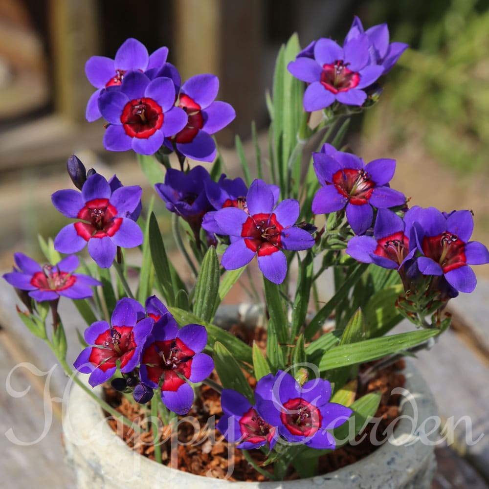 ポイント3倍 芽出し球根苗 バビアナ ルブロキネア 3球植え 選べる1〜3鉢セット 3号...