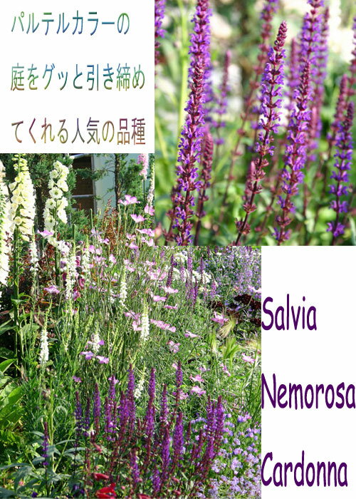花苗 夏 秋 多年草 宿根草 花 サルビア ネモローサ カラドンナ 1鉢 3.5号【お届け中】Salvia nemorosa Caradonna 宿根草 耐寒性 多年草 苗 青花 イングリッシュガーデン 寄せ植え 鉢植え 庭植え 冬 春 ハッピーガーデン HappyGarden wfgarden-10001012 ハッピーガーデン サンプル画像2