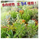 多肉植物アラカルト1鉢 選べる種類No1-No20 多肉植物 苗 寄せ植え お取り寄せ