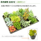 多肉植物アラカルト おまかせ6品種セット 色とりどり 苗 セット 室内【お取り寄せ　地域限定送料無料】