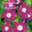花苗 夏セネシオ ポリオドン 1鉢 3.5号ロングポット【お届け中】Senecio plilodon 多年草 桃花 赤花 苗 ガーデン ガーデニング 宿根草 耐...