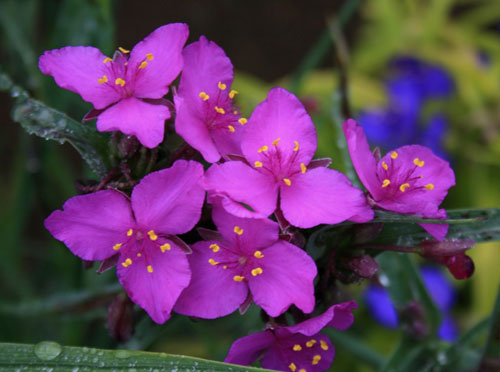 新登場西洋ツユクサ　赤花1鉢　Tradescantia