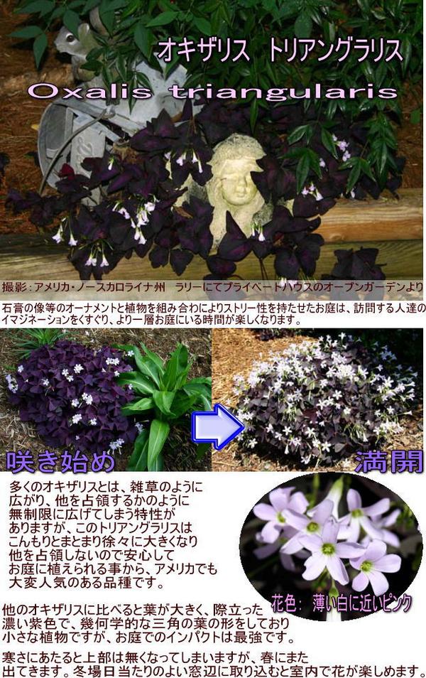 ポイント3倍 春球根 多年草 オキザリス トリアングラリス 紫の舞 球根 7球セット【...