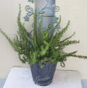 花木 ローズマリー ブルーボーイ 7号鉢 【お届け中】Rosmarinus officinalis Blue Boy 鉢植え 盆栽 記念樹 花壇 生垣 玄関 鉢...