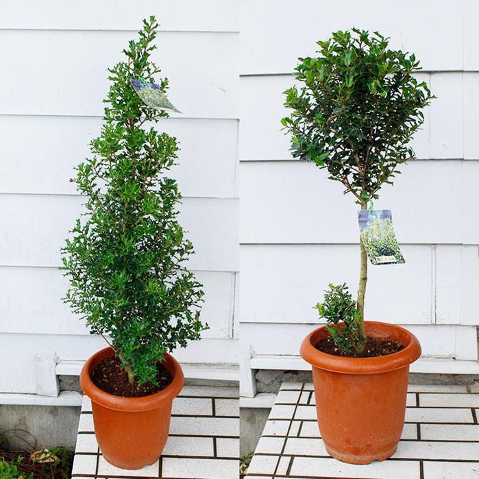 庭木 姫ヒイラギ 選べる2種 1鉢 【お届け中】 ilexdimorphophylla グランドカバ ...
