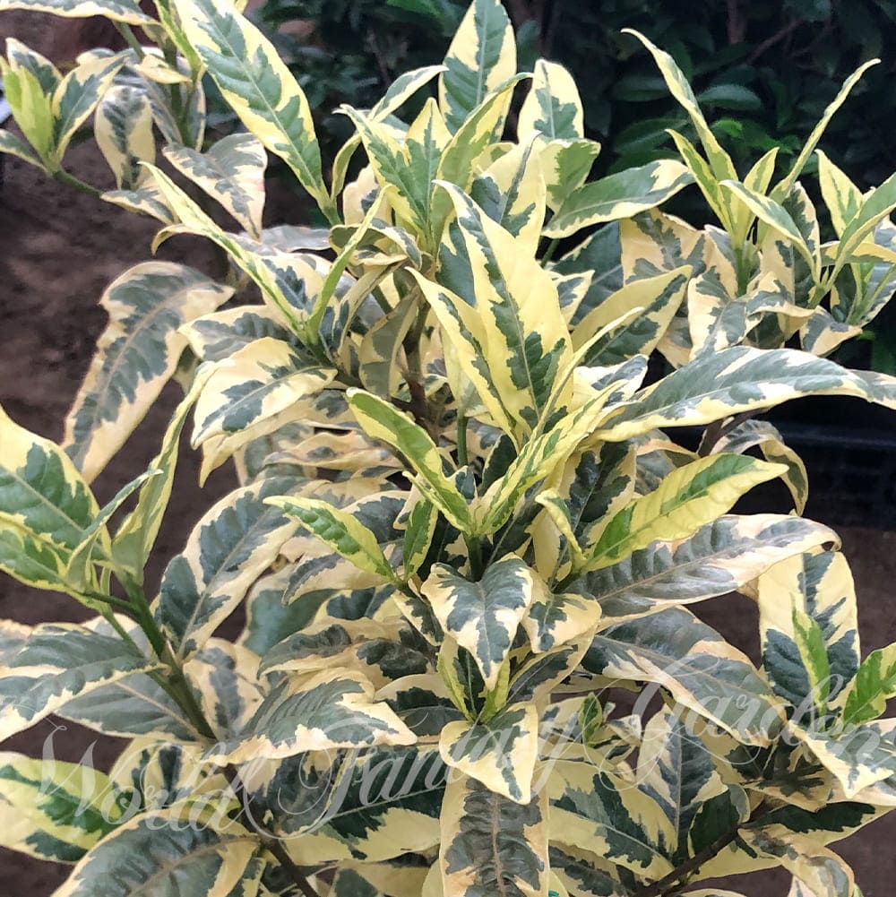 花木 斑入りクチナシ 1鉢 5号【お届け中】Gardenia jasminoides Variegata 斑入り葉 梔 梔子 くちなし ガーデニア 白花 低木 庭木 常緑性 芳香 ガーデン ガーデニング カラーリーフ ハッピーガーデン