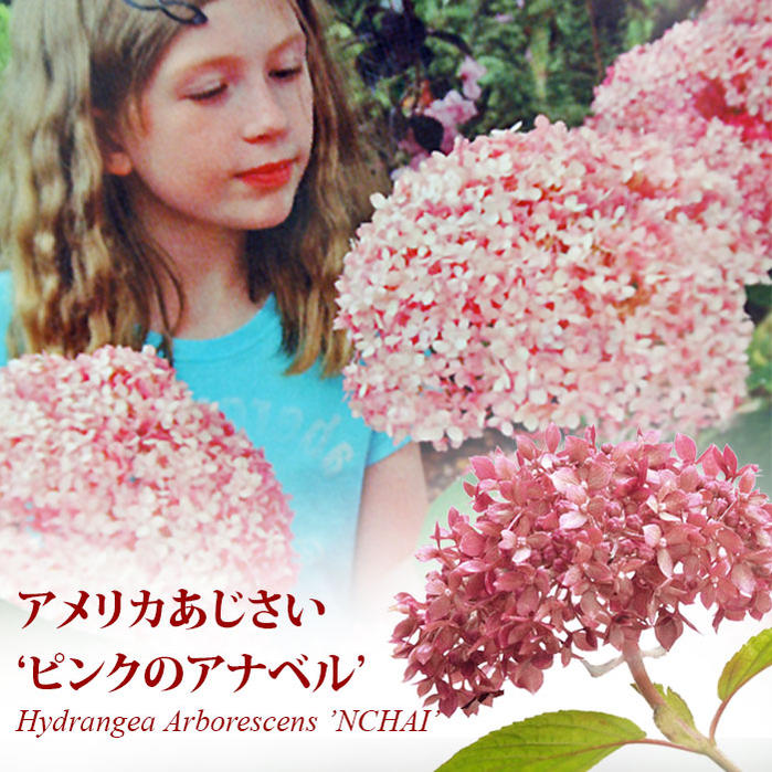 ̵ ꥫ۲ ԥ󥯥ʥ٥ 1ȭ 5hydrangea arborescens nchai Pinkannabelle ...