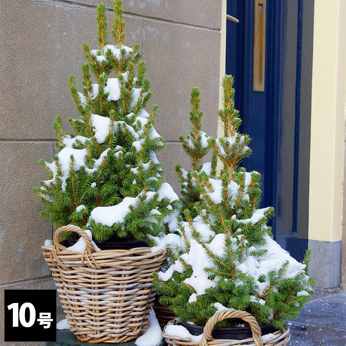 クリスマスツリー モミの木 ドイツトウヒ 選べる高さ 1鉢10号【お届け中 地域限定送料無料】Abies firma 植木 庭木 樅の木 記念 樹観葉植物 木 常緑樹 冬に強い 庭木 植木 ギフト 鉢植 ツリー プレゼント 開店祝い お祝い ハッピーガーデンのサムネイル