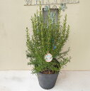花木 ローズマリー ポルトグース 7号鉢 【お届け中】Rosmarinus officinalis Portuguese 鉢植え 盆栽 記念樹 花壇 生垣 玄関...
