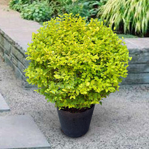 玉づくり プリペットレモンアンドライム 7号鉢 低木 西洋イボタノキ Ligustrum sinense Lemon & Lime