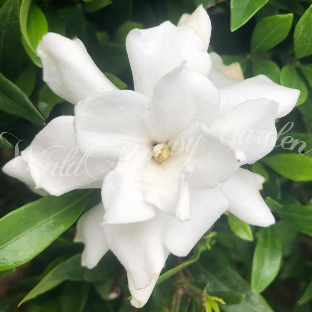 花木 ヒメクチナシ 1鉢 5号【お届け中】Gardenia jasminoides var.radicans 姫クチナシ 姫梔 くちなし コクチナシ ガーデニア 白花 低木 庭木 常緑性 芳香 ガーデン ガーデニング ハッピーガーデン